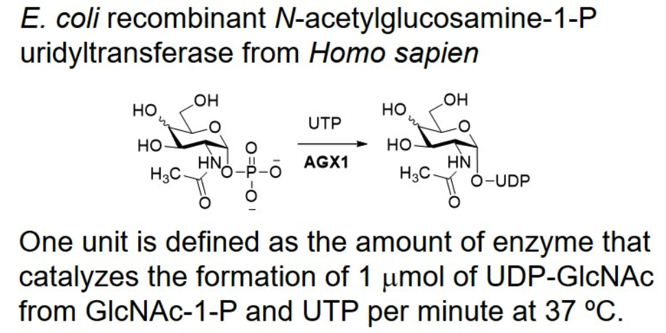 N-acetylglucosamine-1-Puridyltransferase; AGX1